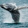 A whale breaching from the water